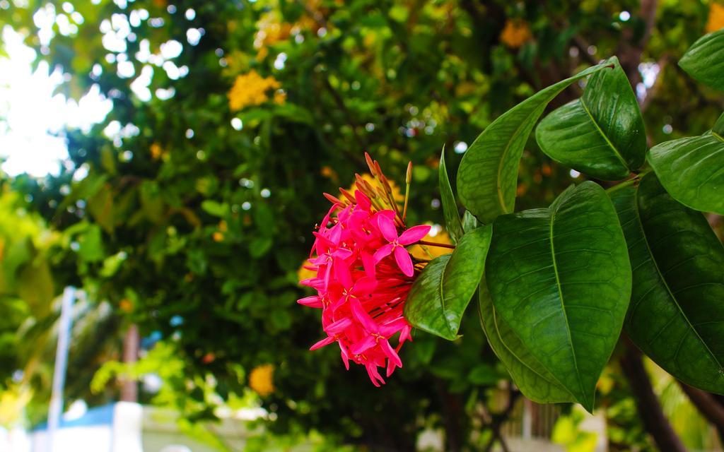 La Due Thulusdhoo Hotel Exterior foto